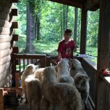 Talented Animal Lover in Bristow. I love taking care of animals and being with them.