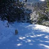 Caring Dog Walker for Hire