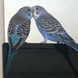 Need Help? House/plant/Cat/Bird -Sitter and helper, in Royal Oak and surrounding areas (for hire)