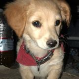 I love any type of animal, Im patient and caring Im really Interested In Job Opportunities