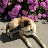 Hard Working Pet Sitter in Vacaville
