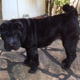 Looking for Great Dog Walker in Kapolei