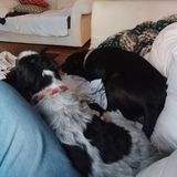 Available: Skillful Dog Walker in Long Beach, California
