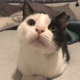 Pet Sitter Good With All Animals