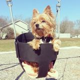 Cape May Court House Pet Sitter Interested In Job Opportunities