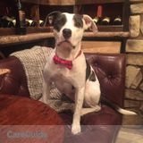 House sit a small condo with an awesome resident dog in December