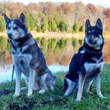 Available For a Housesitting/Petsitting Job in Phoenix and anywhere within 50 miles.