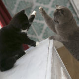 Loving Care & Play, While Youre Away!