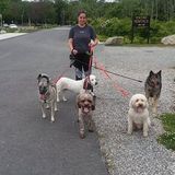 Professional Dog Walker and Handler Servicing Providence and Kent County