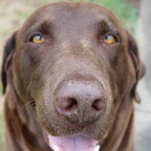 Pet Care Provider Meredith A's Profile Picture