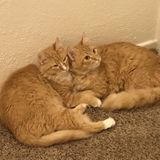 Animal lover looking for pet sitting job!