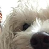 Looking For a Pet Service Provider Job in Lake Worth, Florida