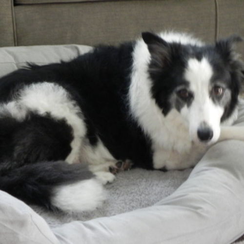 House Sitter Job 's Profile Picture