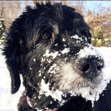 ASAP for pets, close to Misericordia place. EDMONTON,Alberta
