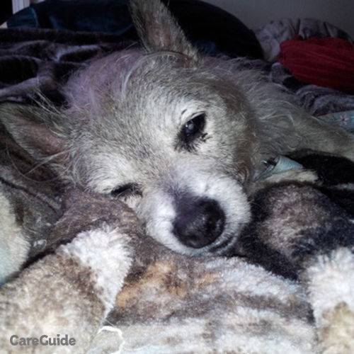Pet Care Provider Dani's Barks and Rec's Profile Picture