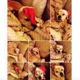Immediately available pet sitter (reptile, rodent, bird, turtle, fish, snake, exotic, etc)