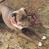 Sagle, Idaho Pet Service Provider Opportunity