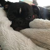 I love animals and would love to help with your pet!