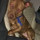 Pet owner looking to help other pet owners!