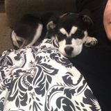 Wonderful Petsitter for Your Home