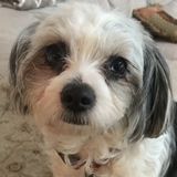 Available: Skilled House Sitter in Redmond, Washington