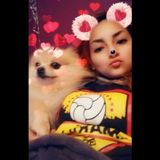 Chandler Dog Sitter Searching for Being Hired