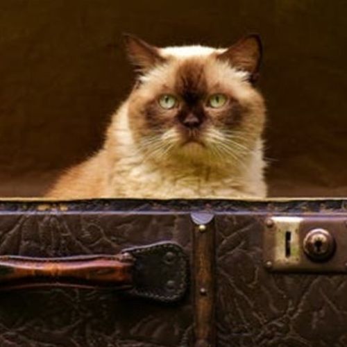 Pet Care Provider Kim A's Profile Picture