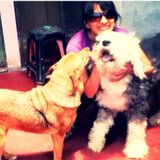 Excellent Pet Care Provide Available Today