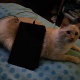 Emma Collett, animal lover and eager pet sitter!
