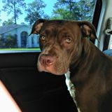 Disciplined Dog Walker in Orlando