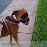 Dog walker needed for several routes. Pay competive!