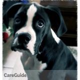 Pet Sitter Needed For 5 Month Old Boxer Pupu