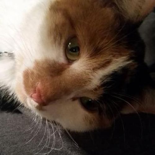 Pet Care Job Kelly O's Profile Picture