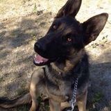 Honest Petsitter in Saskatoon, Saskatchewan