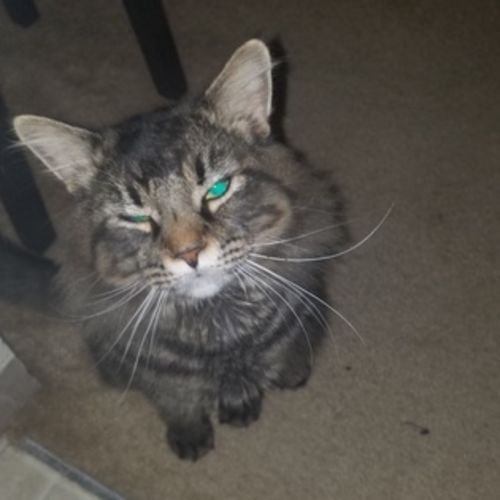 Pet Care Provider Brittany B's Profile Picture