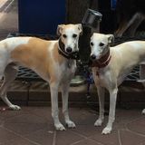 We are a clean quiet couple looking to care for homes, pets, plants and yard.