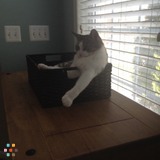 Cat in Lansdowne Town Ctr needs daily visit