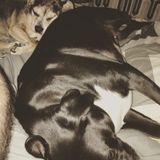 Animals are my world!