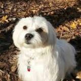 Careful Pet Sitter Wanted in Vancouver