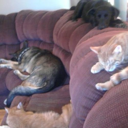 Pet Care Provider Paula G's Profile Picture