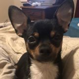 I am a pet lover