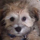 Consistent Pet Sitter and dog walker in Ogden, Utah.