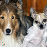 In Home Dog Care!