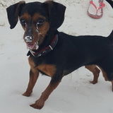 Trustworthy Petsitter in Alamogordo