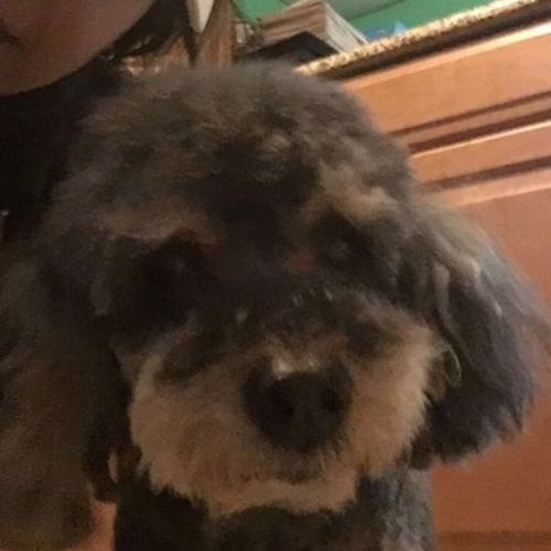 Pet Care Provider Magda R's Profile Picture
