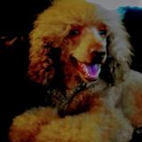Caring 4 Pets...Like Family!