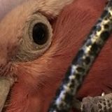 Minneapolis Pet Sitter With Dog, Bird, Reptile, and Cat Experience