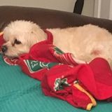 Searching for House and Pet Sitter