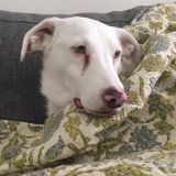 Toronto, Ontario Pet Sitter Posting