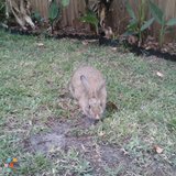 Dependable and Affordable Pet Sitting